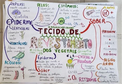 Mapa Mental Sobre ORGANOLOGIA VEGETAL Study Maps