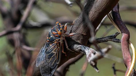 The 18 States That Had The Biggest Cicada Invasions This Year