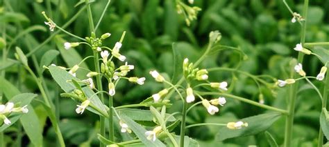 Arabidopsis Thaliana Seeds