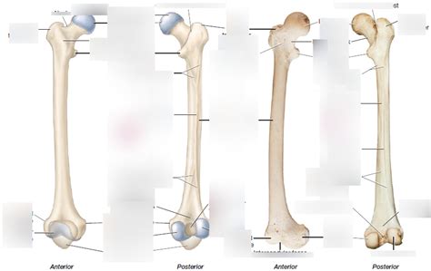 Bio 201 Ch 2 Femur bone Diagram | Quizlet