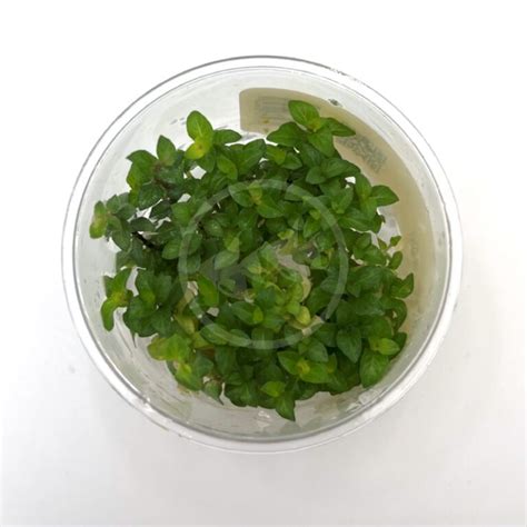 Tissue Culture Uns Staurogyne Repens Staurogyne Repens Aquatics