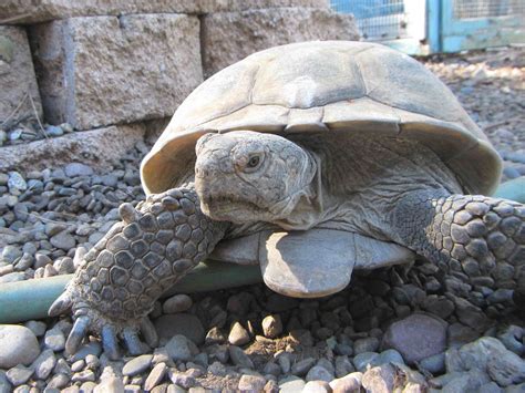 The Earth Minute: Desert Tortoise Hibernation