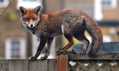 FOX CULL: Animal lovers want cull to stop wild animals killing beloved ...