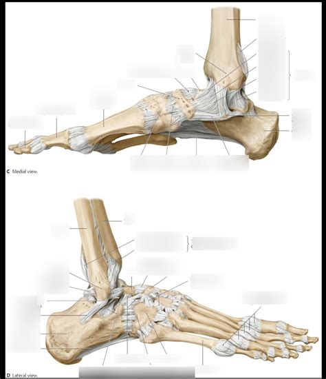 Ankle/foot ligaments Diagram | Quizlet