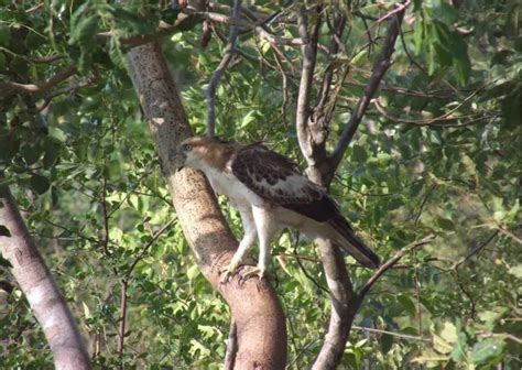 Hawk Behavior - AnimalBehaviorCorner