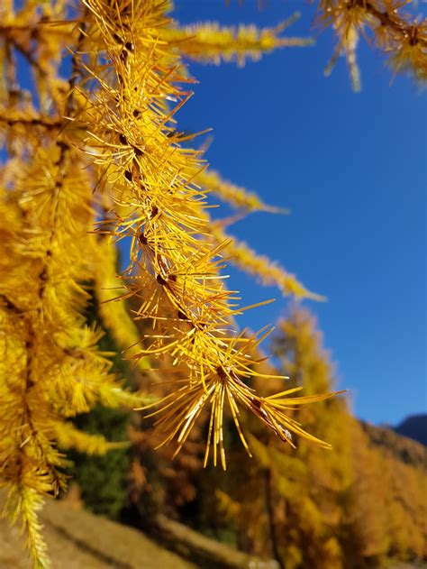 Yellow Tree Photo Free Parkhütte Varusch Image On Unsplash