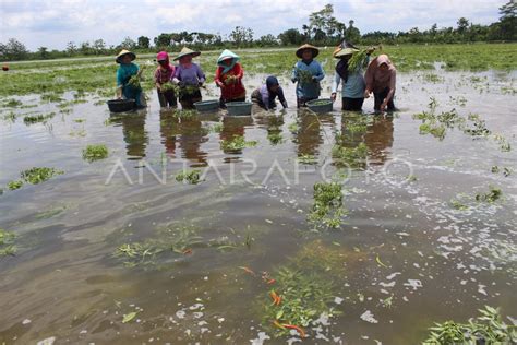 Terendam Banjir Petani Panen Dini Cabai Antara Foto