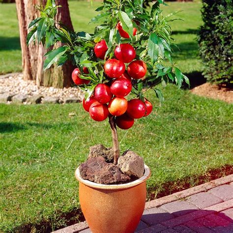 Top Fruits You Can Grow In Pots Diy Morning