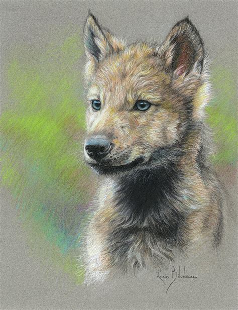 Study - Baby Wolf Drawing by Lucie Bilodeau