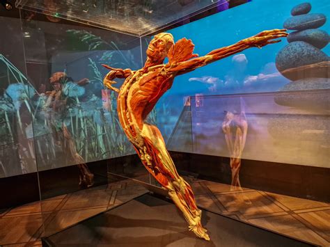 Body Muscle Exhibition at Mary Lockridge blog