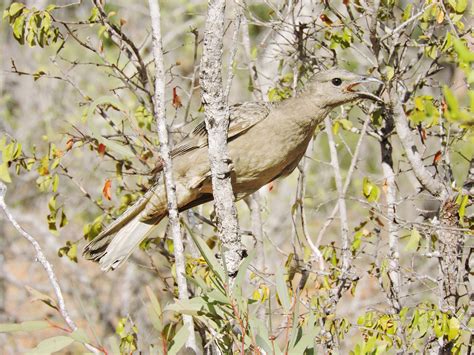 Absurd Creature Of The Week Meet The Bird That Lies And Tricks Its Way