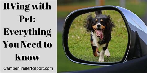 RVing With Pet Everything You Need To Know