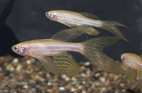 Longfin Gold Zebra Danio Goodjoseph Live Fish Store