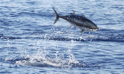 Atlantic Bluefin Tuna Photos Wwf