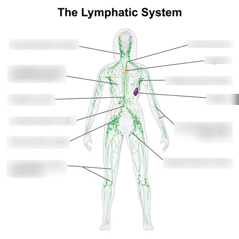 Dpt Lymphatics Diagram Quizlet