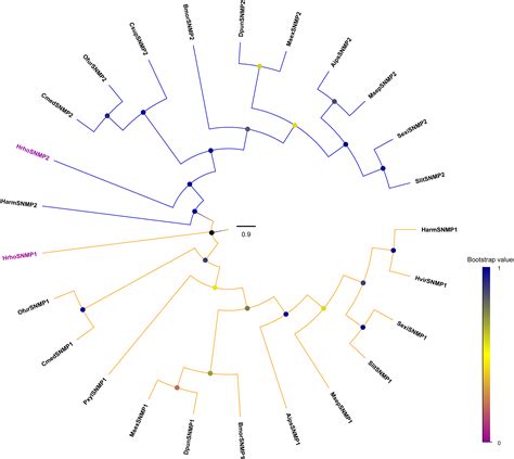 Identification And Expression Profiles Of Candidate Chemosensory