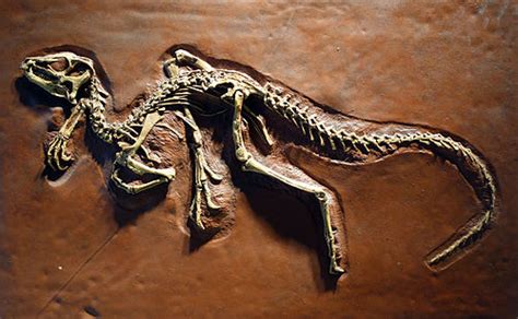 Heterodontosaurus Wiki Everipedia