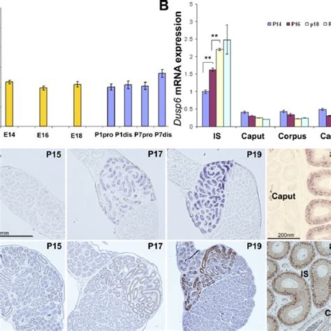 The Developmental Regulation Of Dusp6 MRNA Expression And MAPK1 3