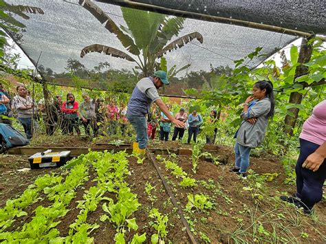 Huertos Familiares Promueven La Seguridad Alimentaria De Las Familias