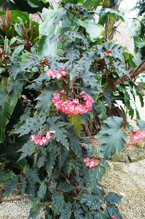 Photo Of The Entire Plant Of Angel Wing Begonia Begonia Lana Posted