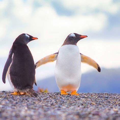 A pair of penguins in Ushuaia, Argentina just above Antarctica. | Pinguinos