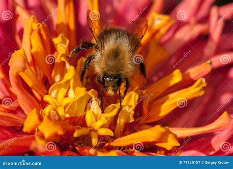 Abeja En La Flor Anaranjada Roja Que Recolecta El Polen Imagen De