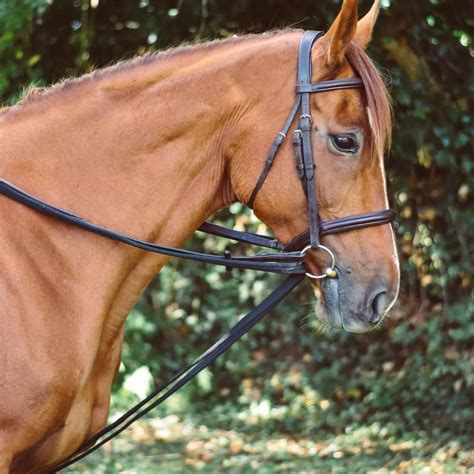 Mackey Equisential Padded Draw Reins Gs Equestrian