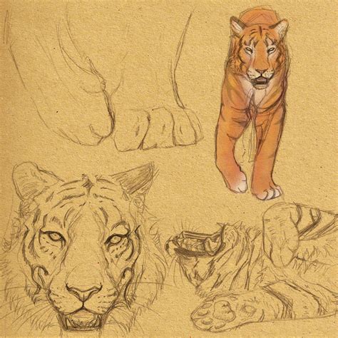 Tiger Studies By Akeli On Deviantart