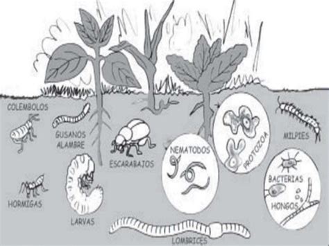 Microbiología del suelo