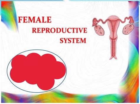 Female Reproductive System Ppt