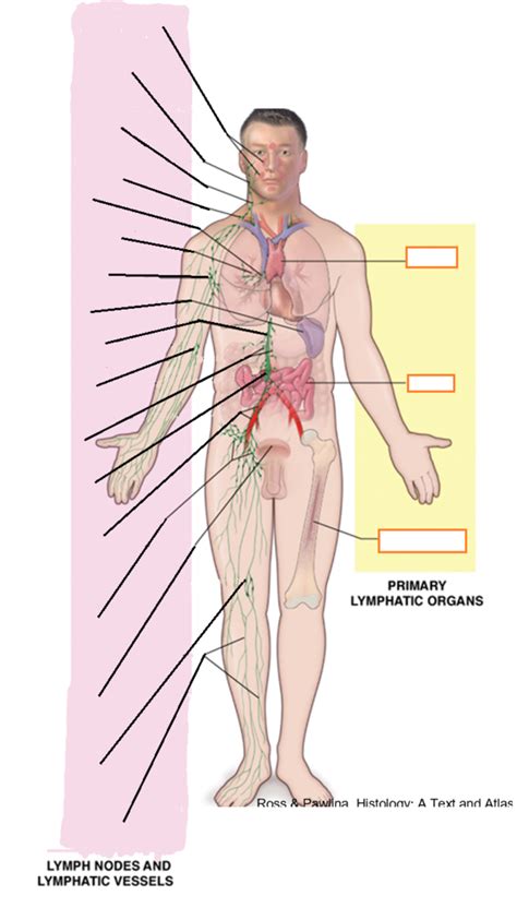 Lymphatic System Diagram Quizlet