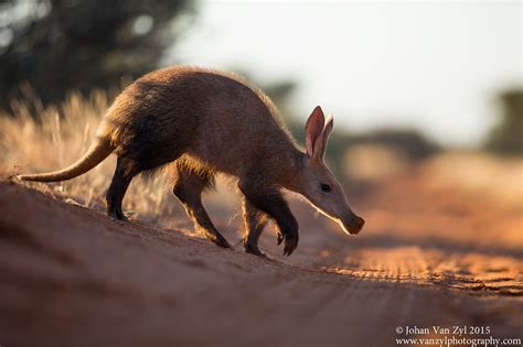 Aardvark Crossing When Photographing Wildlife In Africa On Almost A