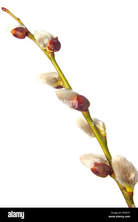 Pussy Willow Salix Stock Photo Alamy