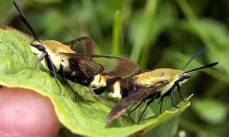 Hummingbird Clearwing Moth Caterpillar