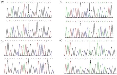 Sequence Chromatograms The Black Arrows Represent The Location Of The