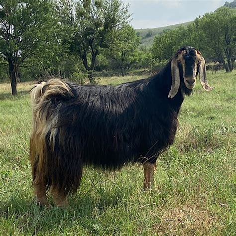 Kurbanlık Keçi Koyuncuk Çiftliği