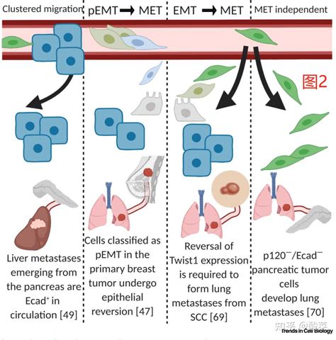Cell子刊万字重磅综述阐述肿瘤的这2个特征 知乎