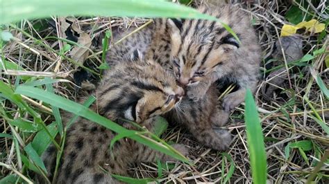 Menemukan 4 Anak Kucing Hutan Babies Of Leopard Cat Youtube