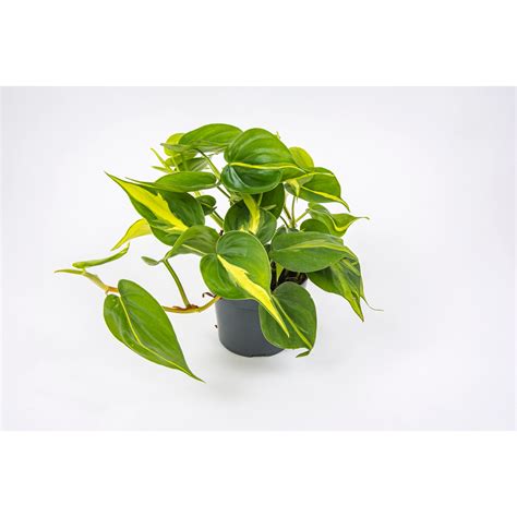 Filodendron pnący Philodendron scandens Brasil don 12 cm kupuj w OBI