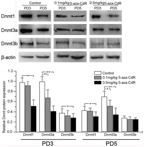 Effects Of 5 Aza CdR On Dnmt1 Dnmt3a And Dnmt3b Expression In Mouse