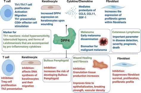 The Role Of Dipeptidyl Peptidase‐4 In Cutaneous Disease Patel 2021