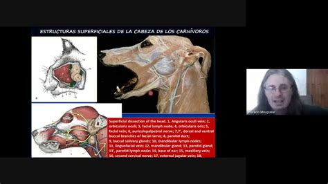 º Anatomía topográfica veterinaria U C C Regiones de la cabeza Parte 2