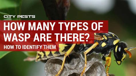 Wasp Hornet Identification How To Identify Types Of Common Wasps