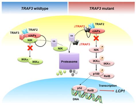 Constitutive NIK driven NF κB activation without functional TRAF3 in