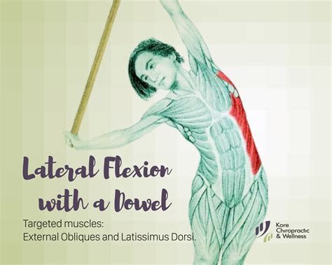 lateral flexion   dowel targeted muscles external obliques