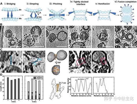 清华大学研究人员利用cryo Et解析新冠病毒delta变异株的原位结构和膜融合机制 知乎