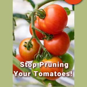 Stop Pruning Tomato Plants Until You Read This! - Flower Patch Farmhouse