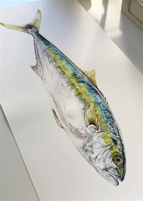 Yellowtail Kingfish