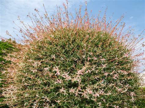 Variegated White Decorative Willow Japanese Willow Salix Integra