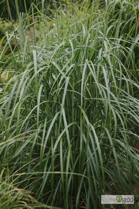 Miskant Chi Ski Goldglanz Miscanthus Sinensis Krzewogr D